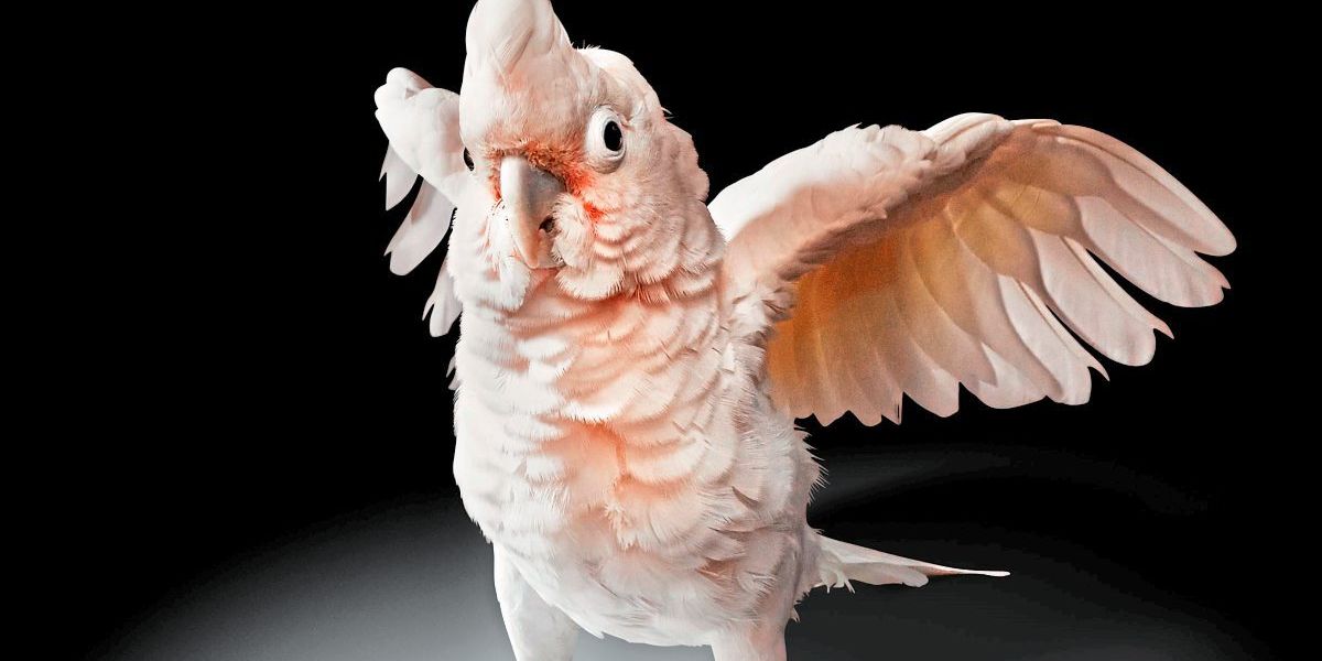 Kluge Kakadus beweisen bemerkenswerte Geschicklichkeit beim Golfen