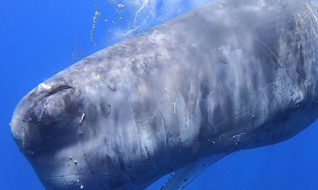 Neue Seefahrtsrouten sollen Pottwale im Mittelmeer schützen