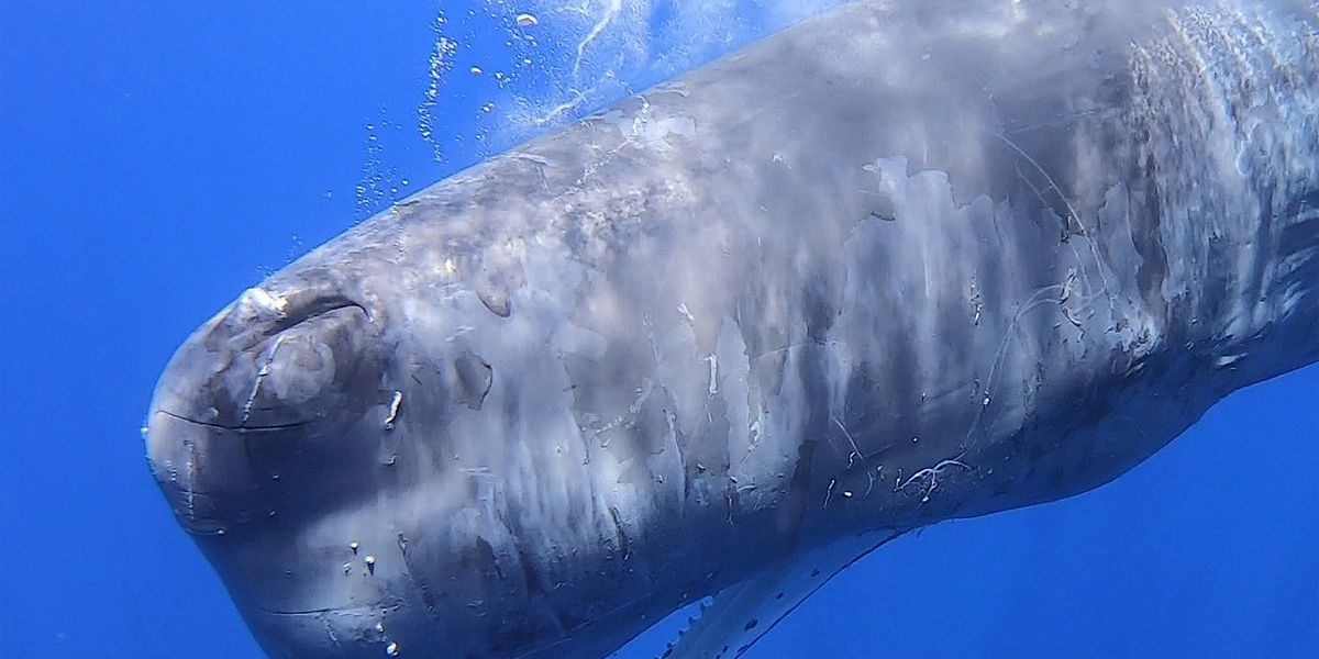 Neue Seefahrtsrouten sollen Pottwale im Mittelmeer schützen