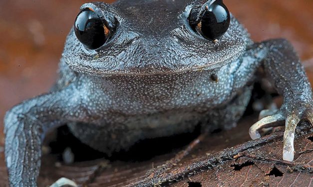 In einem Jahr über 220 neue Arten am Mekong entdeckt