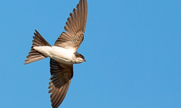 Wie man der gefährdeten Mehlschwalbe Aufwind verleihen kann
