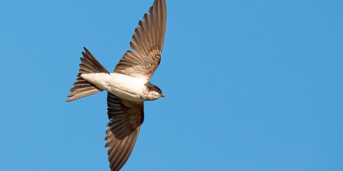 Wie man der gefährdeten Mehlschwalbe Aufwind verleihen kann