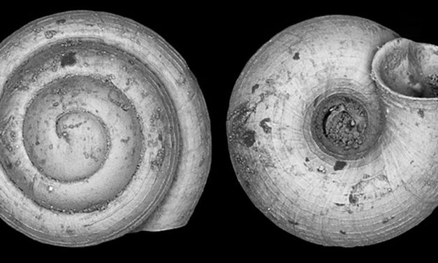 Winzigste Landschnecke der Welt ist kleiner als ein Sandkorn
