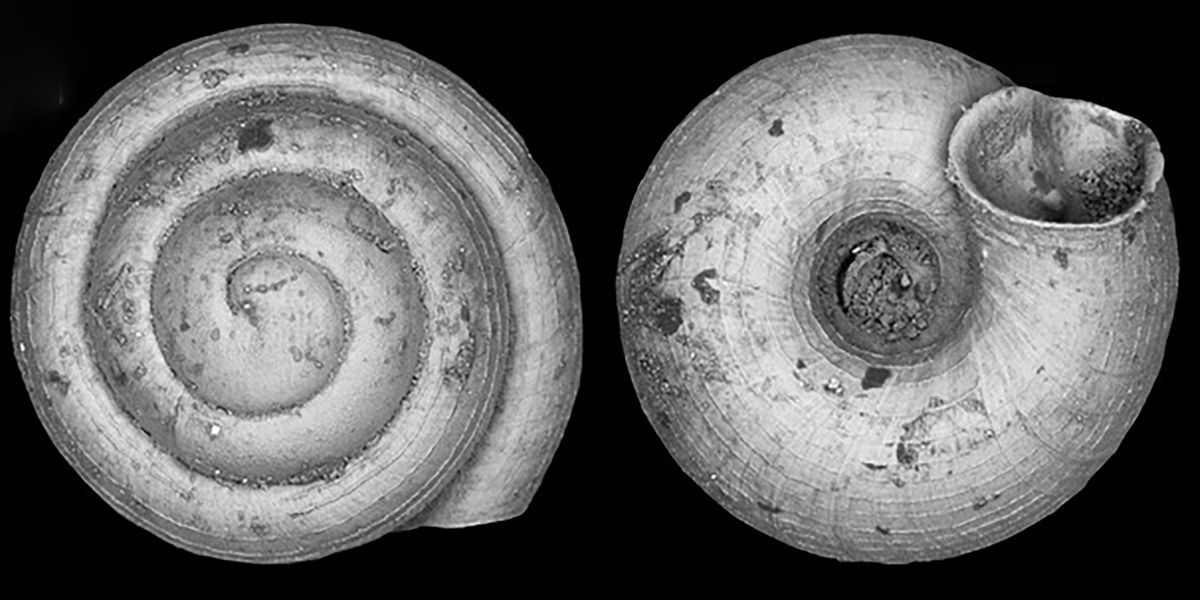 Winzigste Landschnecke der Welt ist kleiner als ein Sandkorn