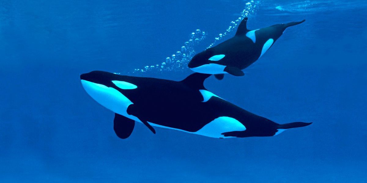 Orcas erlegen Blauwale in Gruppen