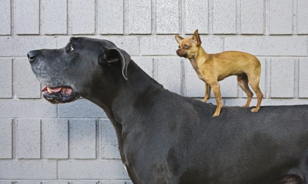 Altes Rätsel um unterschiedliche Hundegrößen teilweise gelöst