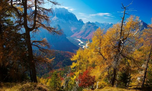 Mehr als 9.000 Baumarten gibt es noch zu entdecken