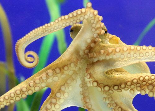 Recycelbares Biogel zum 3D-Drucken kann weichen Robotern nützen