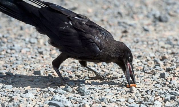Raben und Krähen könnten bald weggeworfene Tschickstummel einsammeln