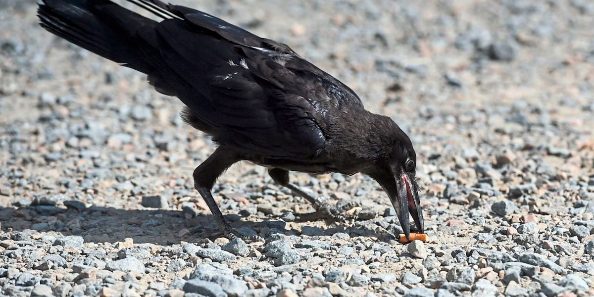 Raben und Krähen könnten bald weggeworfene Tschickstummel einsammeln