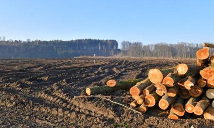 Waldrodung: Die Bundesforste und Schotterbaron Asamer
