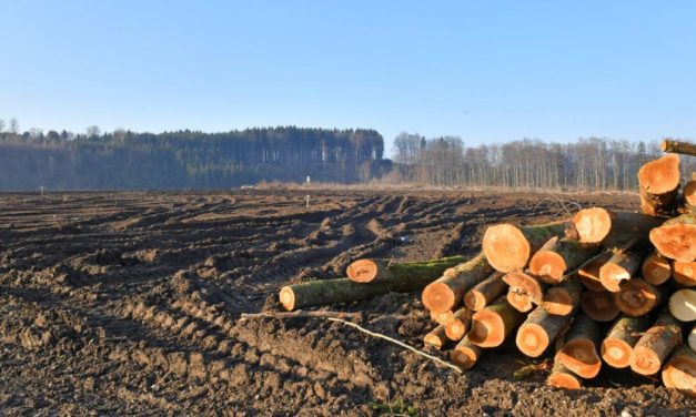 Kahlschlag: Die Bundesforste und Schotterbaron Asamer