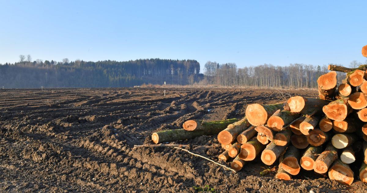 Kahlschlag: Die Bundesforste und Schotterbaron Asamer