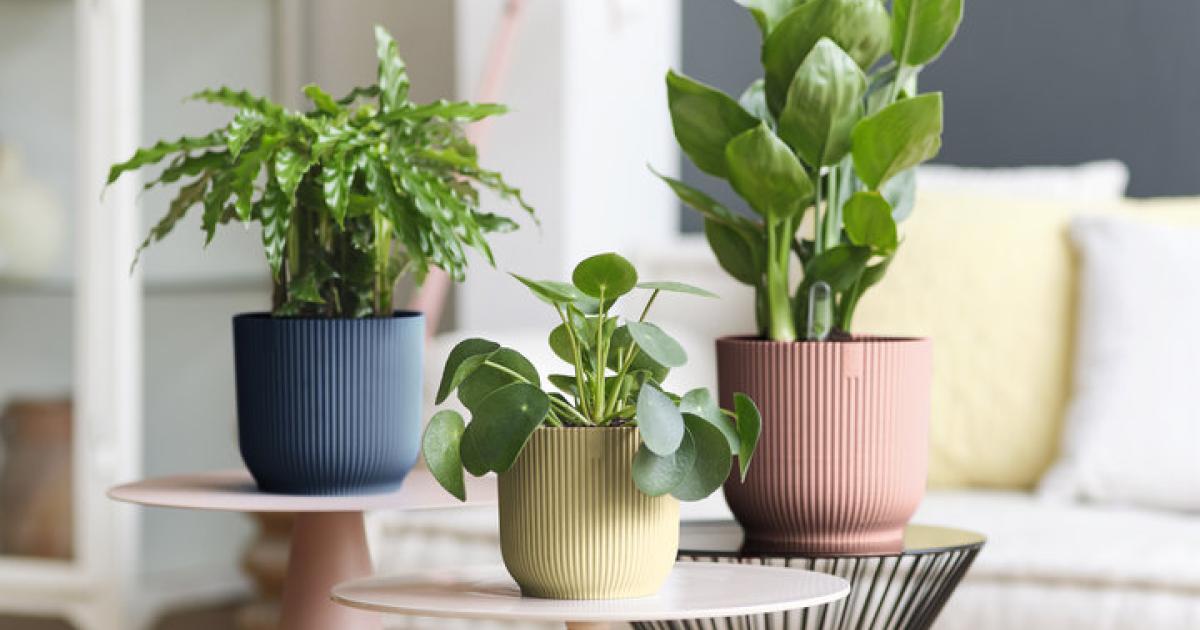 Jeder Zimmerpflanze ihren passenden Topf