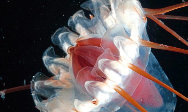 Zwei Drittel der Tiefsee-Lebewesen sind noch völlig unbekannt