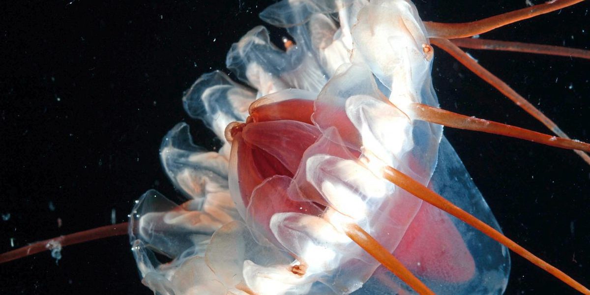 Zwei Drittel der Tiefsee-Lebewesen sind noch völlig unbekannt