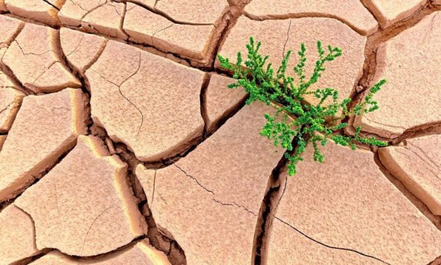 Extremwetter als Wahlhilfe für grüne Parteien