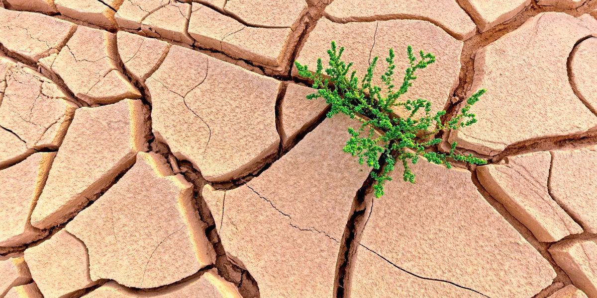 Extremwetter als Wahlhilfe für grüne Parteien