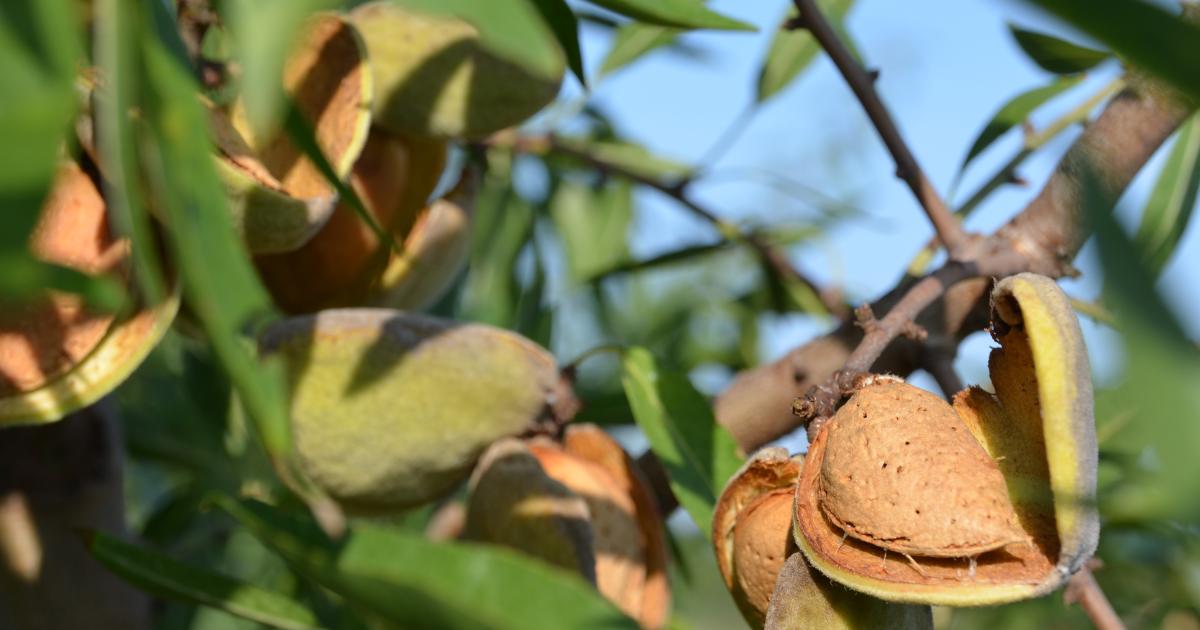Spar-Rückruf von „Bio-Mandeln 200g“