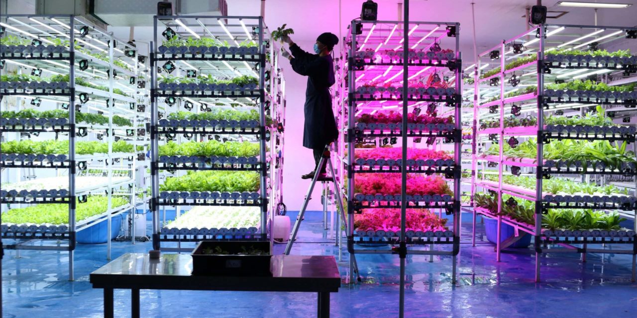 NEAR startet mit Stake Farming