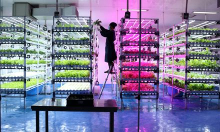 NEAR startet mit Stake Farming