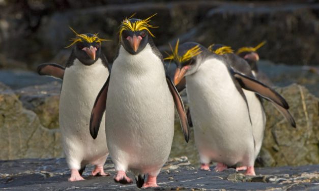 Slackware 15.0: Modellpflege nach langer Pause beim Linux-Urgestein