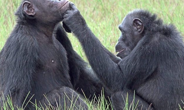 Schimpansen behandeln verletzte Angehörige mit Insektenbrei