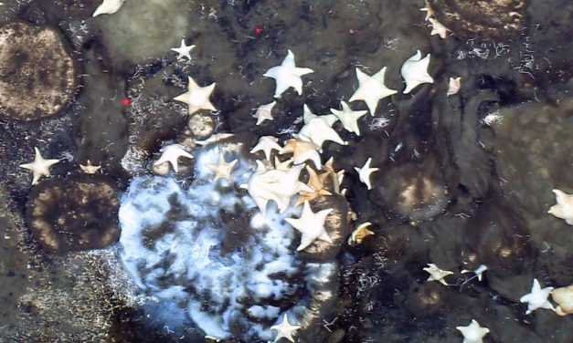 Wuchernde Schwammgärten an unerwarteter Stelle entdeckt