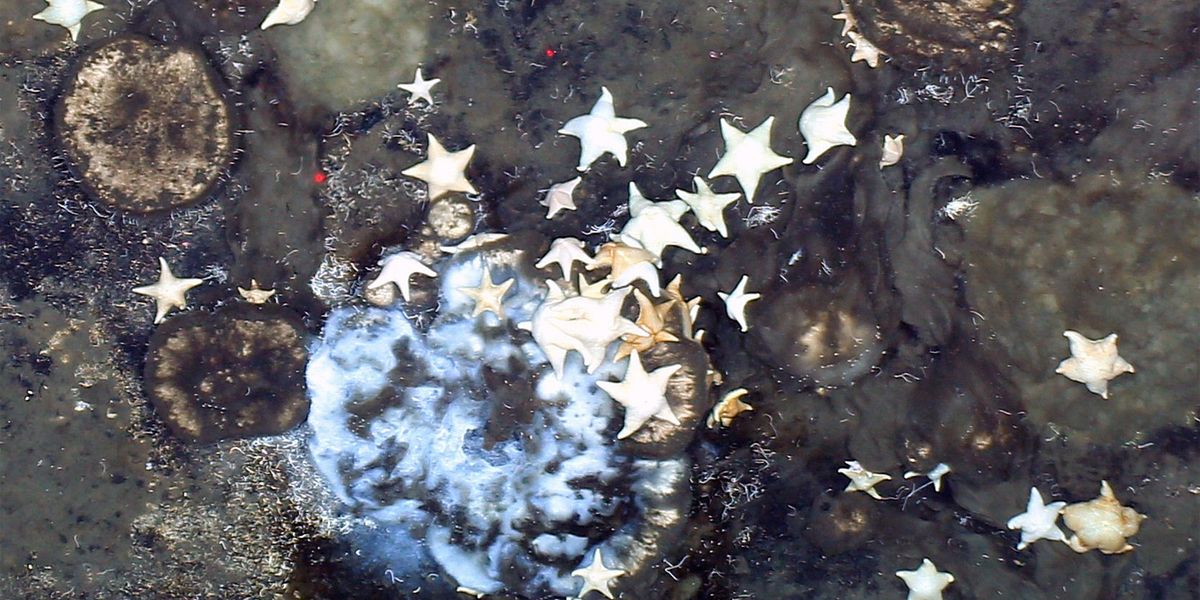 Wuchernde Schwammgärten an unerwarteter Stelle entdeckt