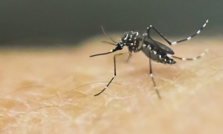 Vorsorge gegen invasive Arte könnte weltweit eine Billion Euro einsparen