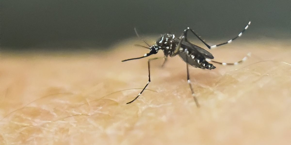 Vorsorge gegen invasive Arten könnte weltweit eine Billion Euro einsparen