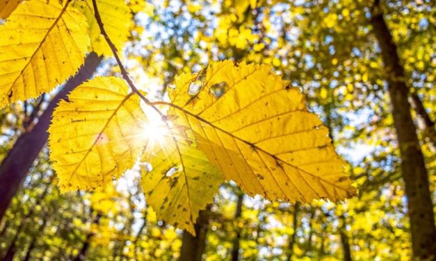 An heißen Sommertagen ist es in Wäldern um fünf Grad kühler