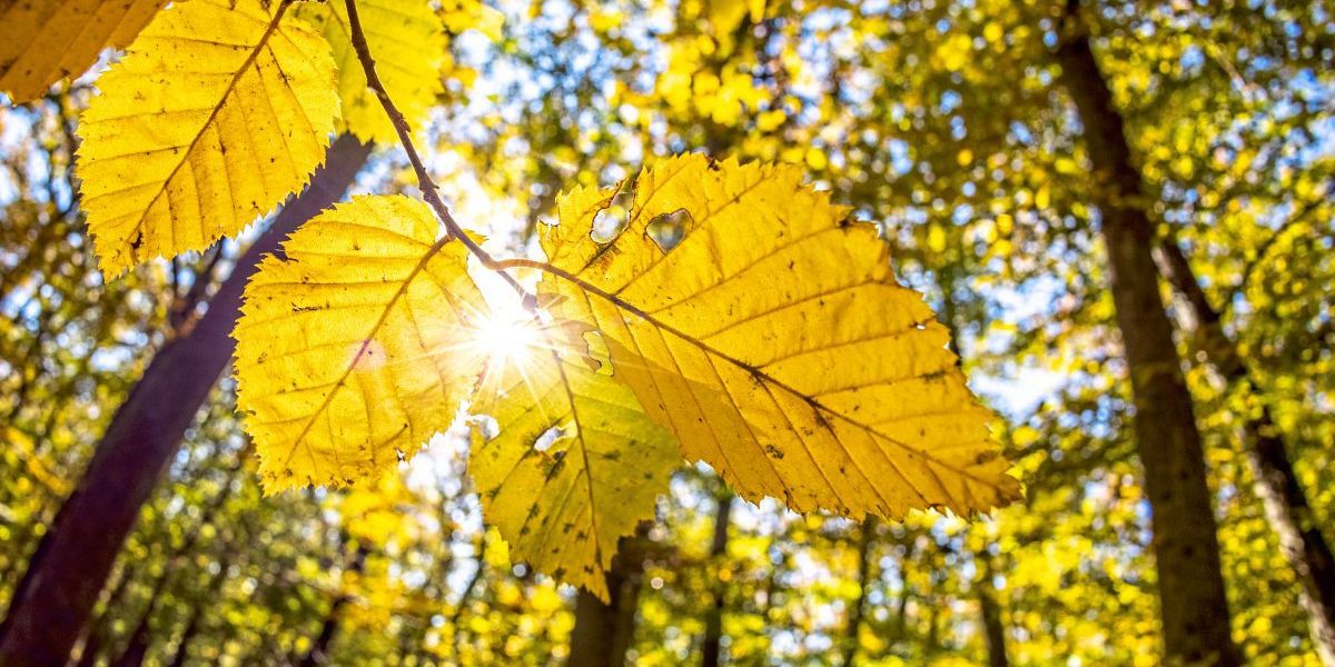 An heißen Sommertagen ist es in Wäldern um fünf Grad kühler