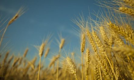 Patente auf Braugerste: Ein Prost aufs Monopol