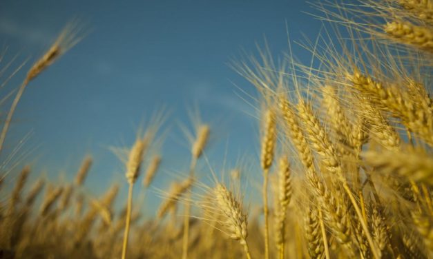 Patente auf Braugerste: Ein Prost aufs Monopol