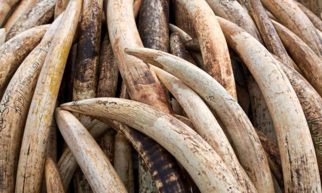 DNA-Fahndung enthüllt Netzwerke des Elfenbeinschmuggels