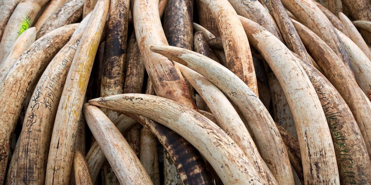 DNA-Fahndung enthüllt Netzwerke des Elfenbeinschmuggels