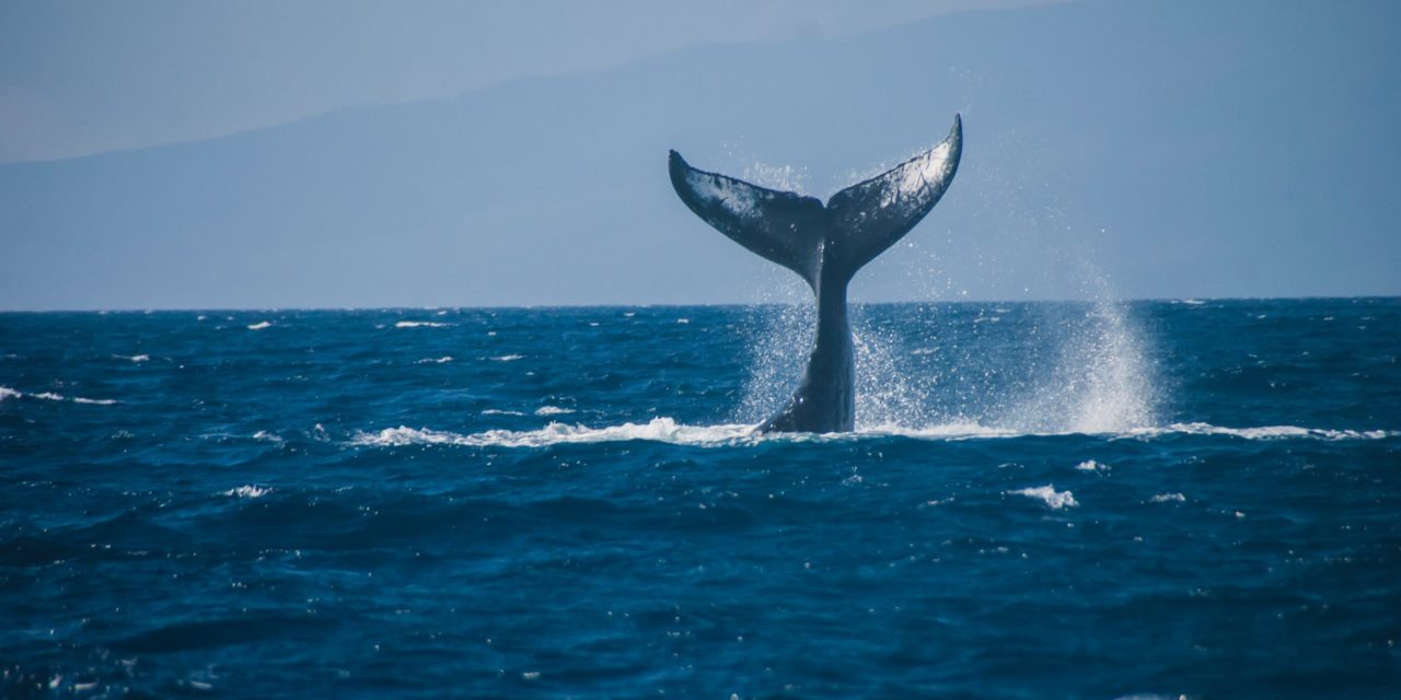 Über 45.000 BTC: Bitcoin-Wal verschickt 2 Milliarden US-Dollar