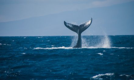 Über 45.000 BTC: Bitcoin-Wal verschickt 2 Milliarden US-Dollar