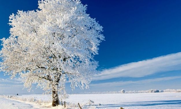 Winzige Wanzen bedrohen die heimischen Eichen