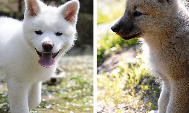 Hunde sind „wölfischer“ als gedacht