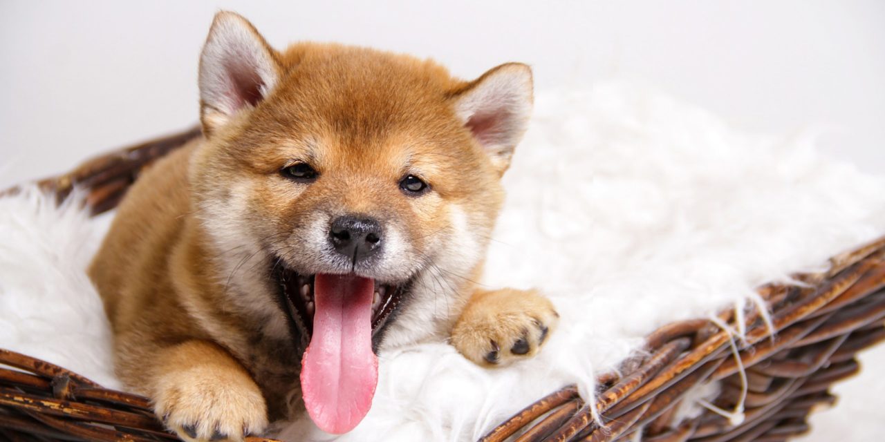 22 Prozent: BabyDoge pumpt nach Listing auf Kryptobörse Huobi