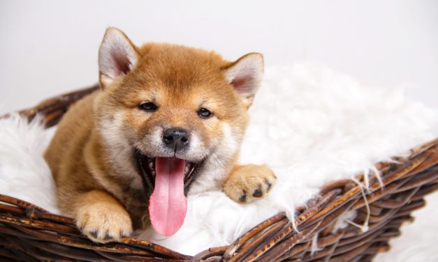 22 Prozent: BabyDoge pumpt nach Listing auf Kryptobörse Huobi
