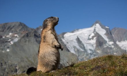 Wirbel um Schutzhütten-Neubau am Fuße des Großglockners