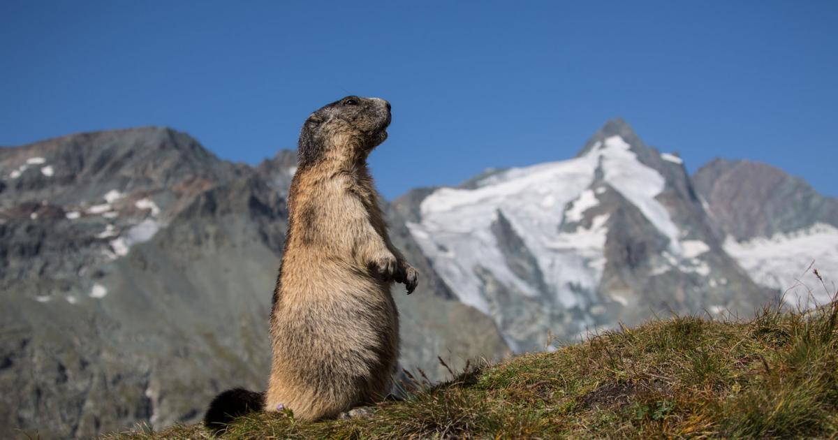 Wirbel um Schutzhütten-Neubau am Fuße des Großglockners