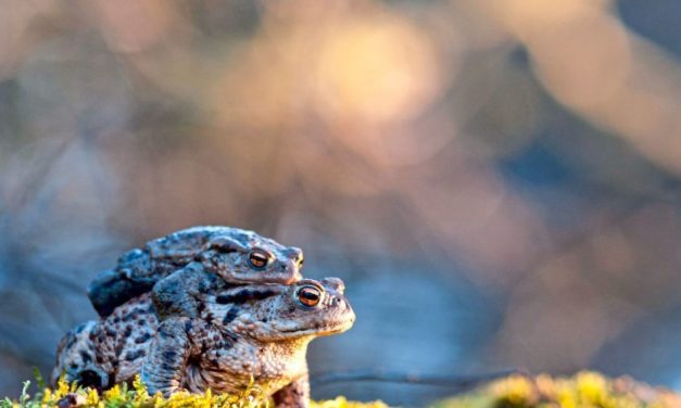Marillenblüten als lebensrettender Indikator für wandernde Kröten