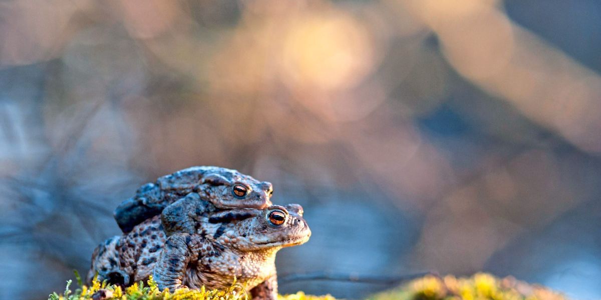 Marillenblüten als lebensrettender Indikator für wandernde Kröten