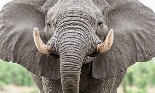 Die vielfältige Kommunikation der Tiere