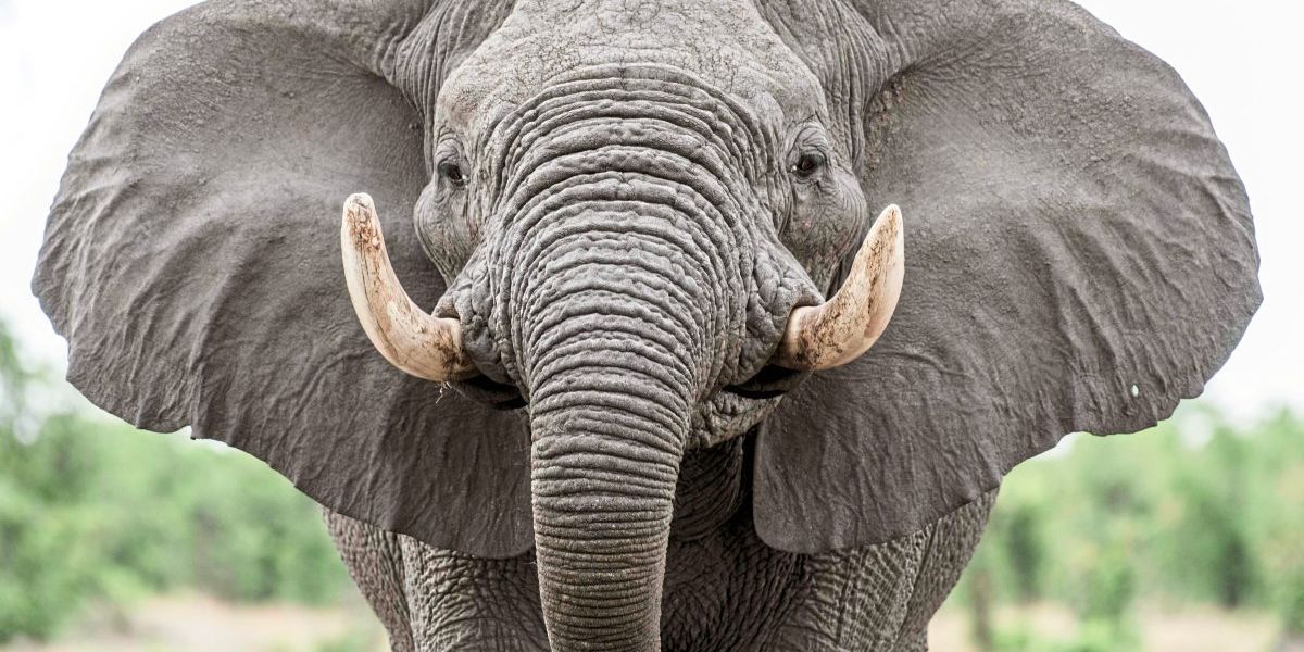 Die vielfältige Kommunikation der Tiere