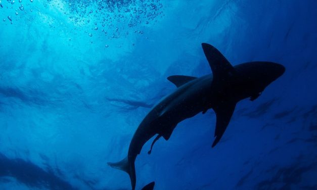 Sound-Plattform für Geräusche aus den Tiefen der Ozeane